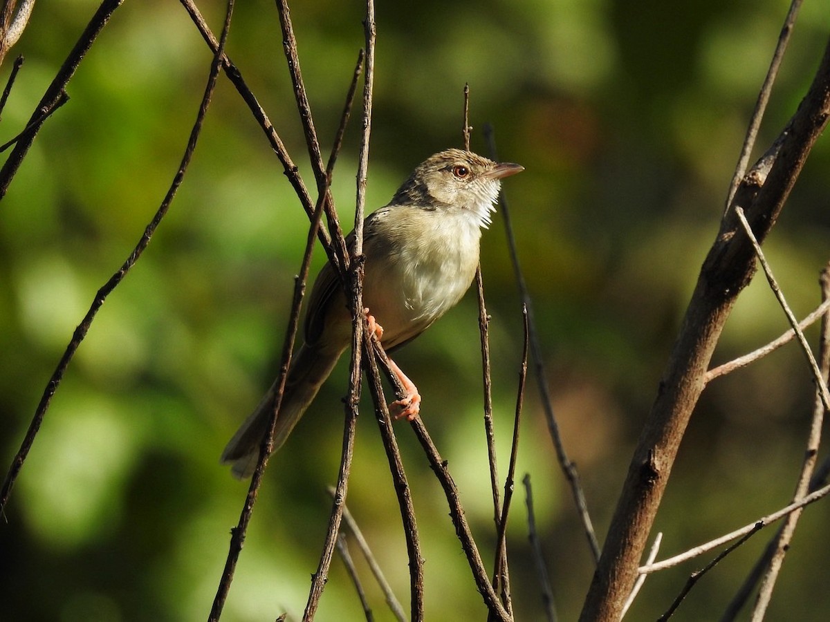 Prinia des montagnes - ML628528150