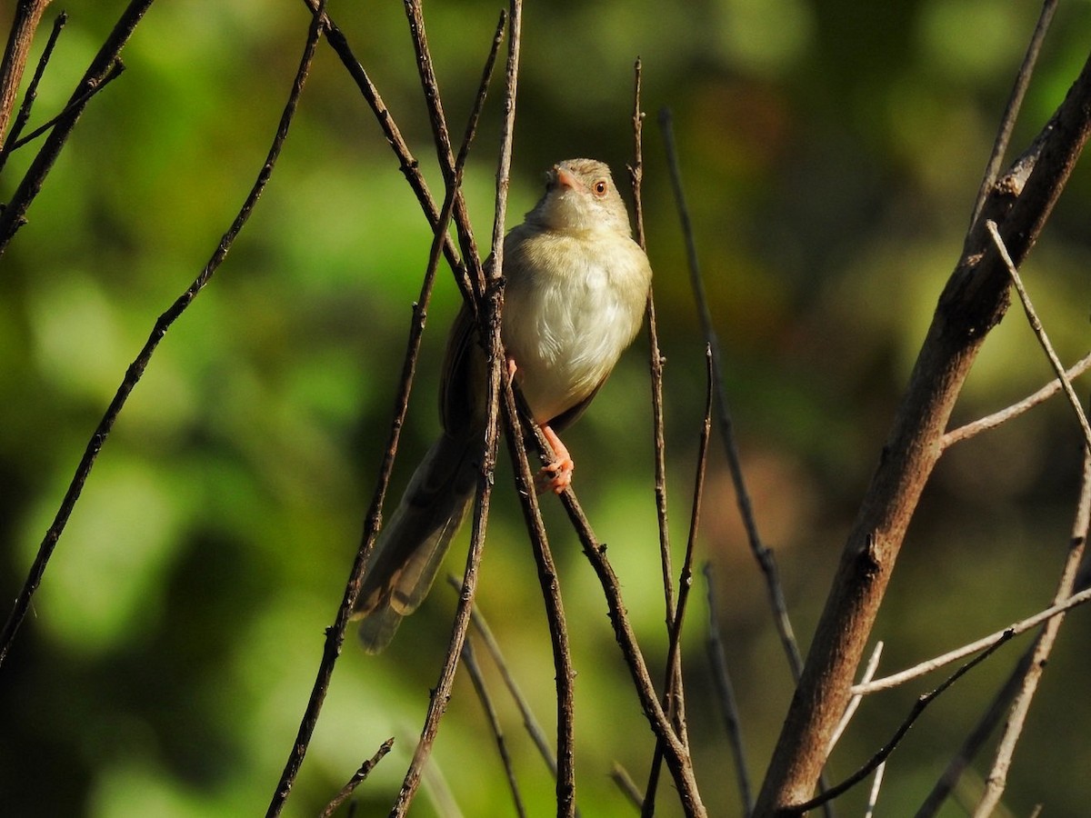 Prinia des montagnes - ML628528151