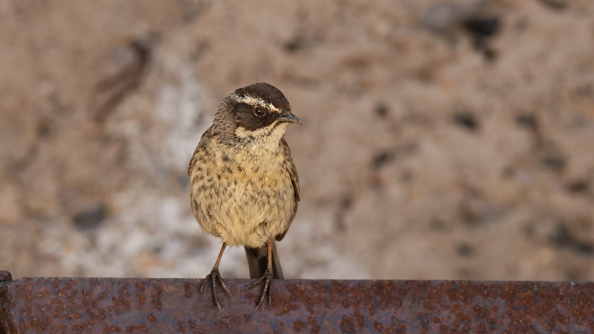 Radde's Accentor (Radde's) - ML628528177