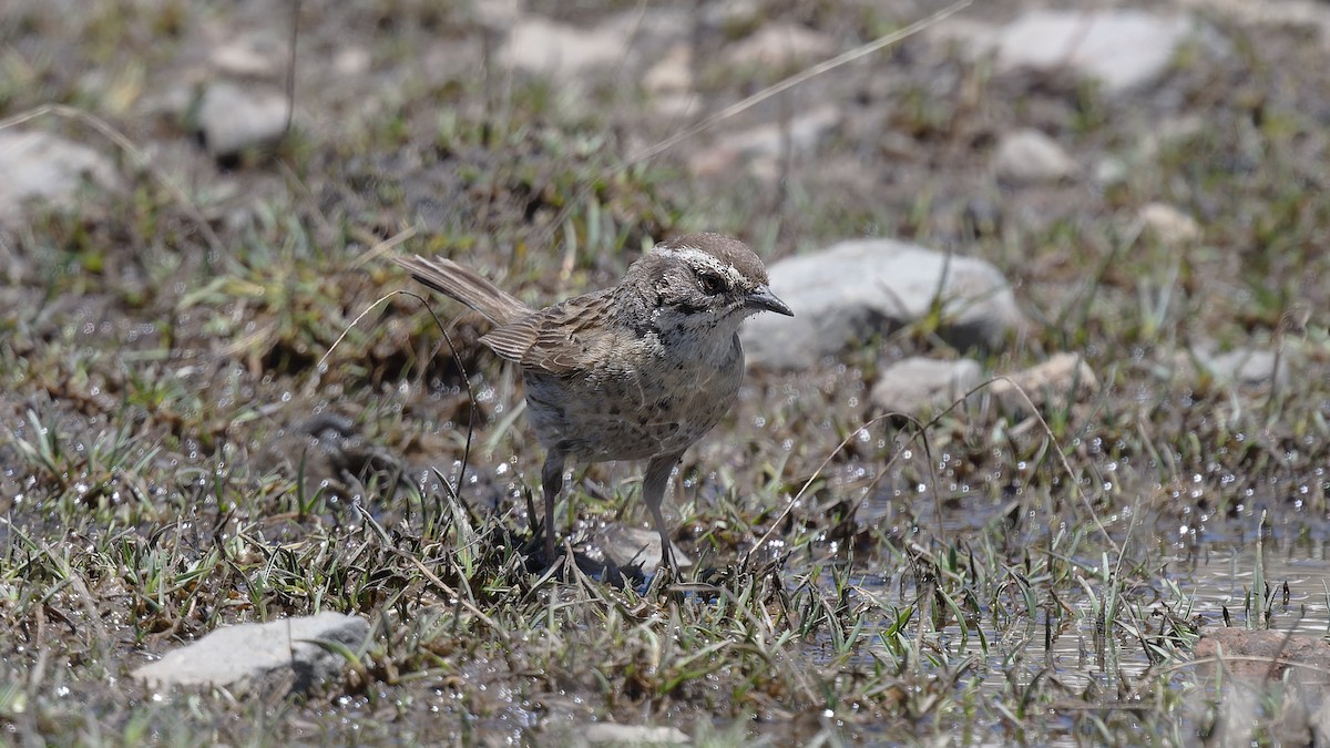 Steinbraunelle (ocularis) - ML628528178