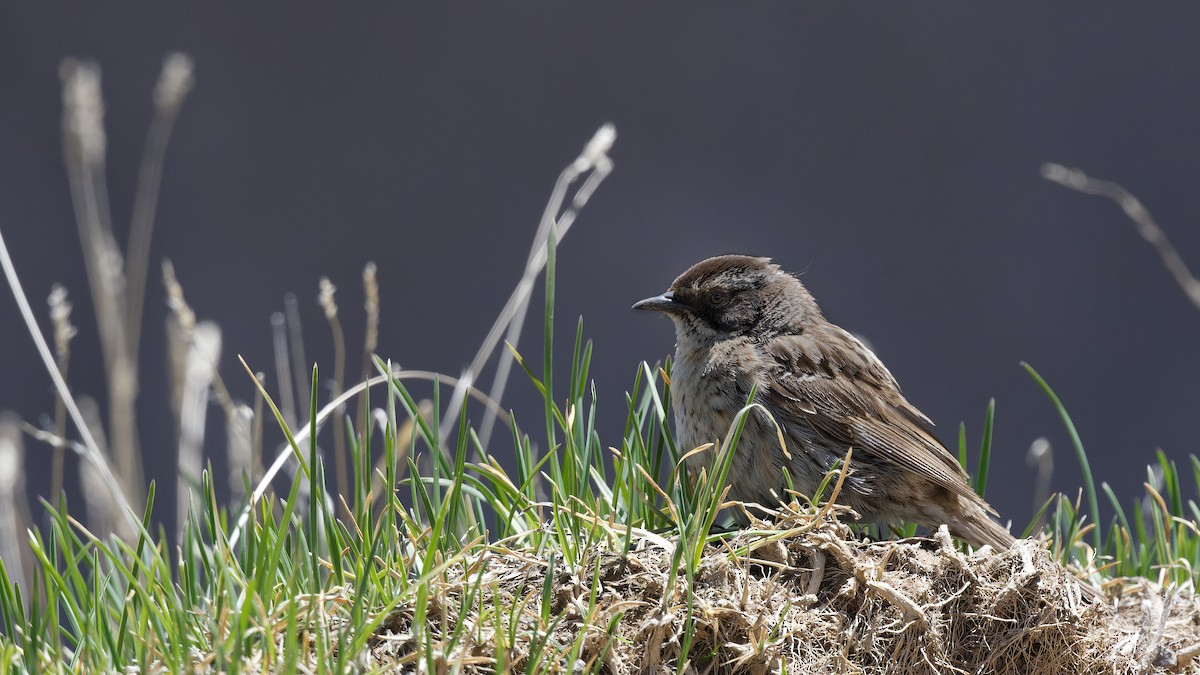 Radde's Accentor (Radde's) - ML628528179