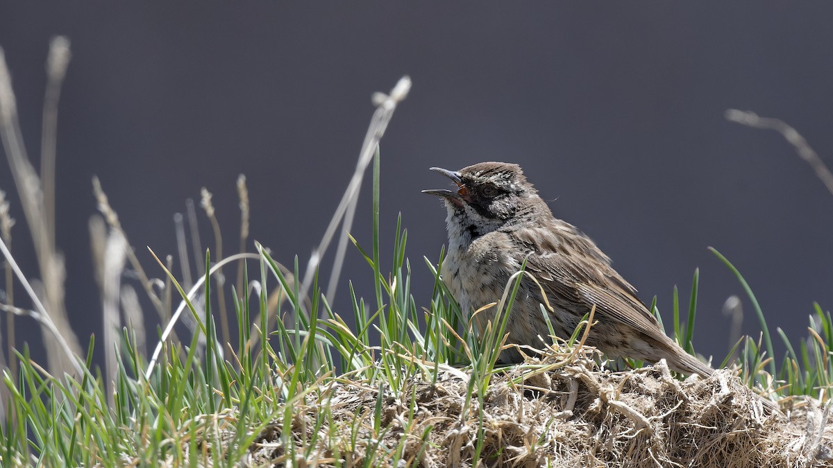 Radde's Accentor (Radde's) - ML628528180