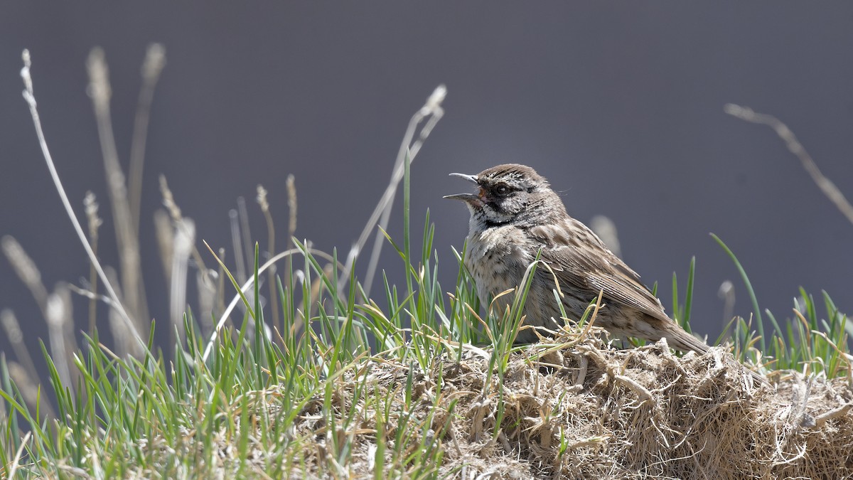 Steinbraunelle (ocularis) - ML628528181