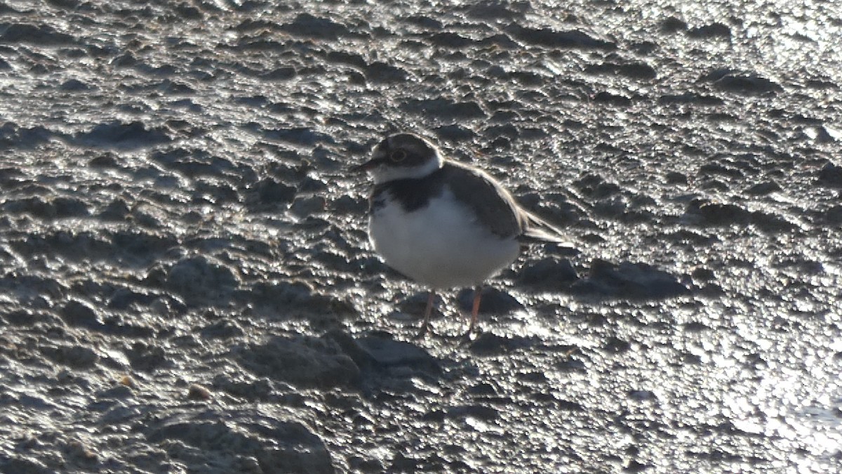 Little Ringed Plover - ML628528213