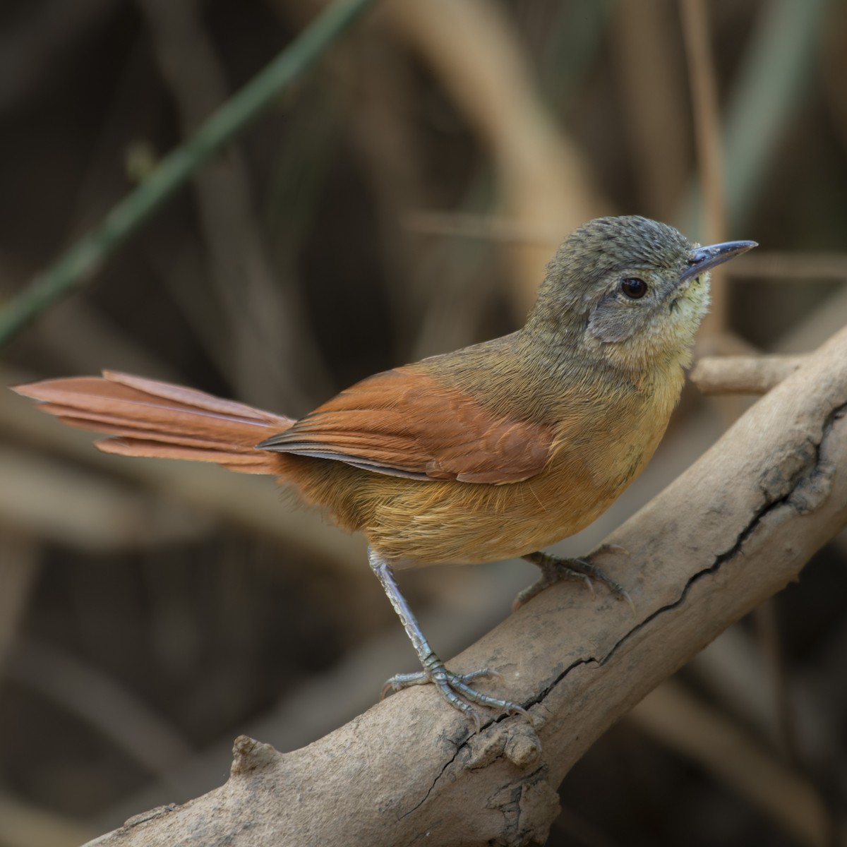 White-lored Spinetail - ML628528246