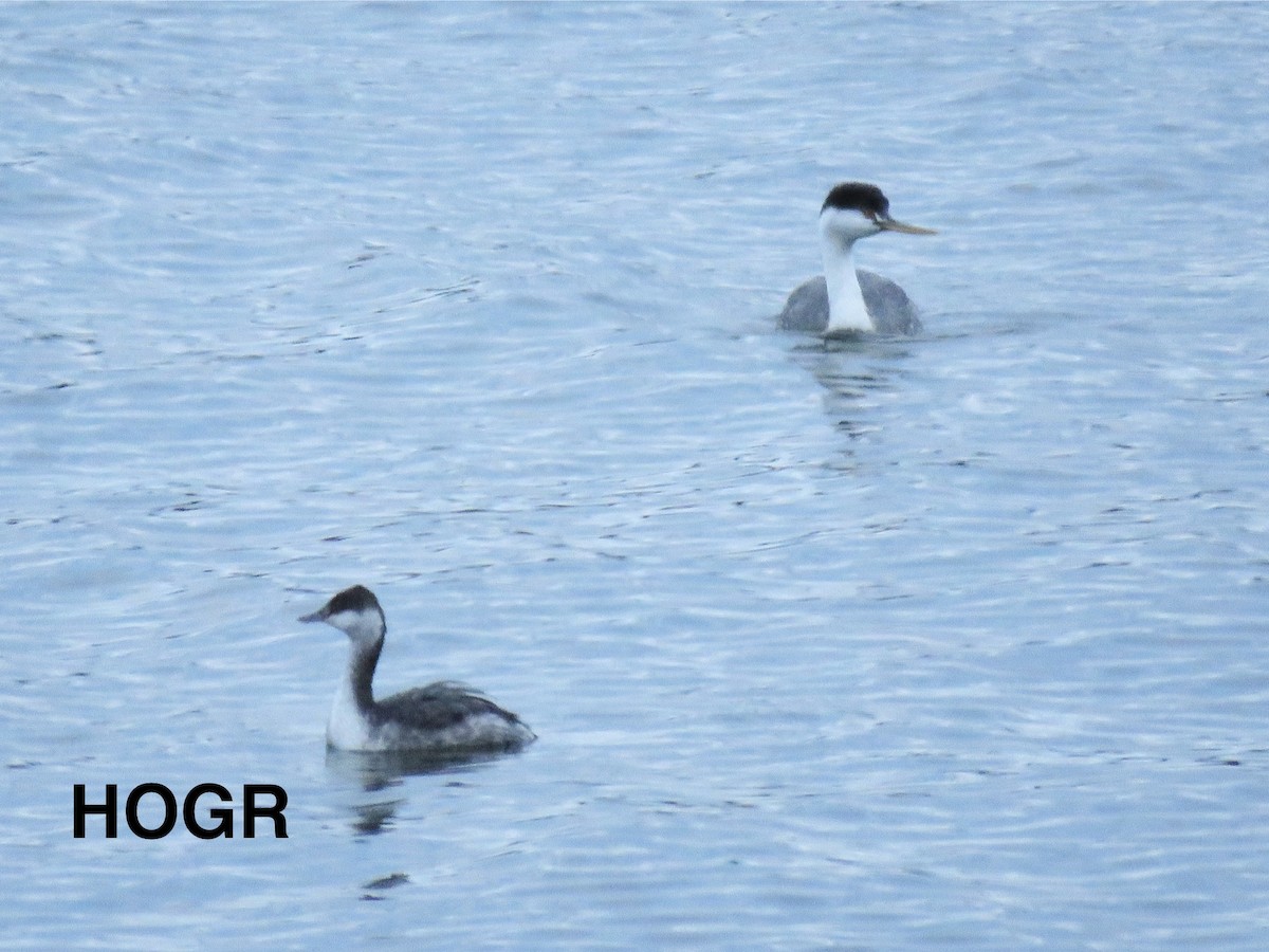 Western/Clark's Grebe - ML628528448