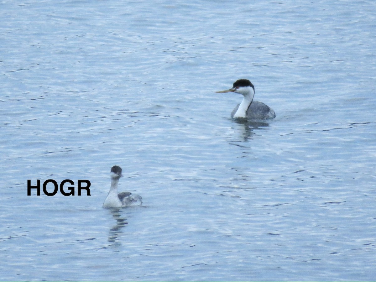 Western/Clark's Grebe - ML628528450