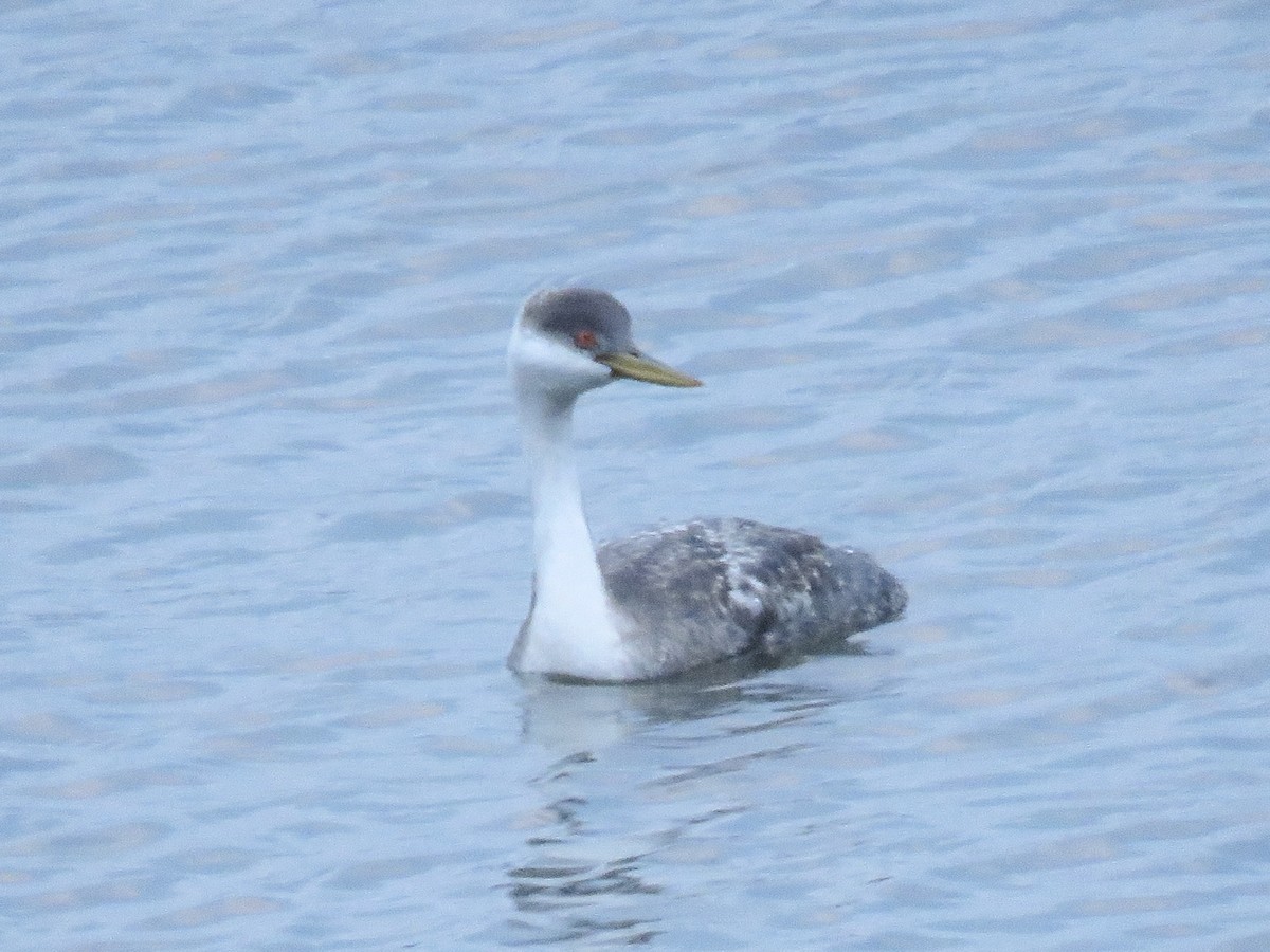 Western Grebe - ML628528456