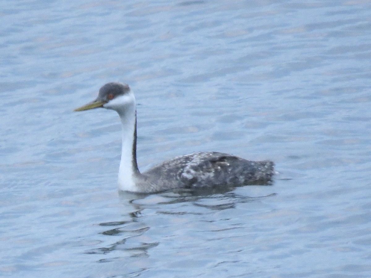 Western Grebe - ML628528457