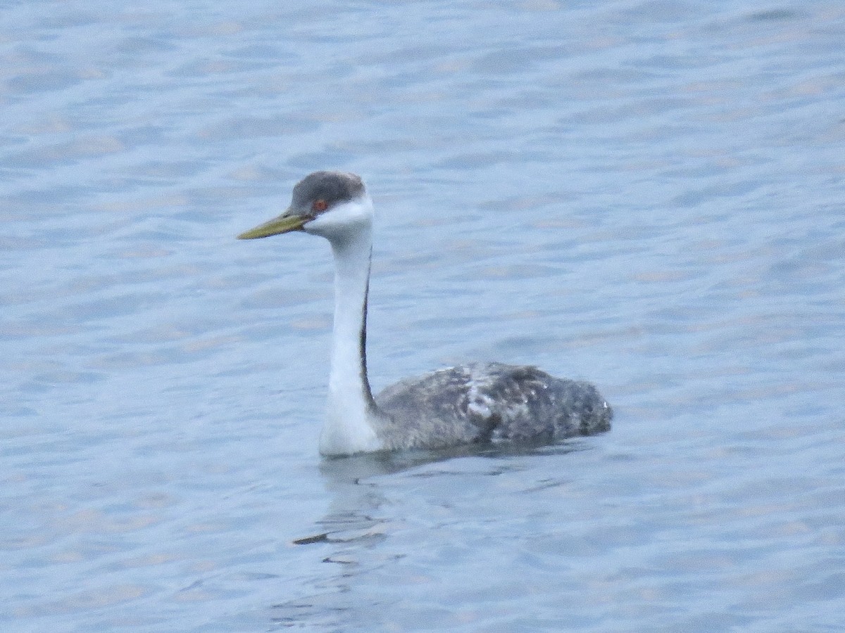 Western Grebe - ML628528458