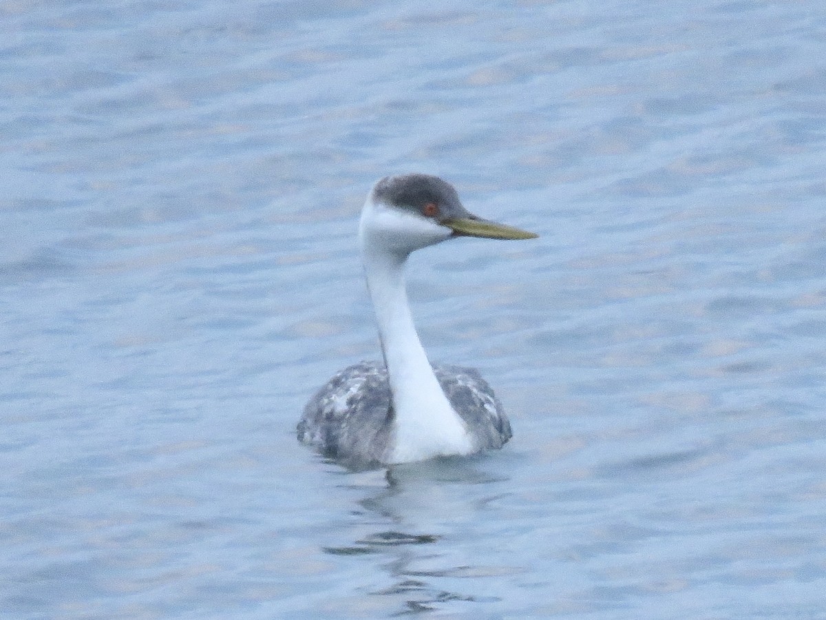 Western Grebe - ML628528459