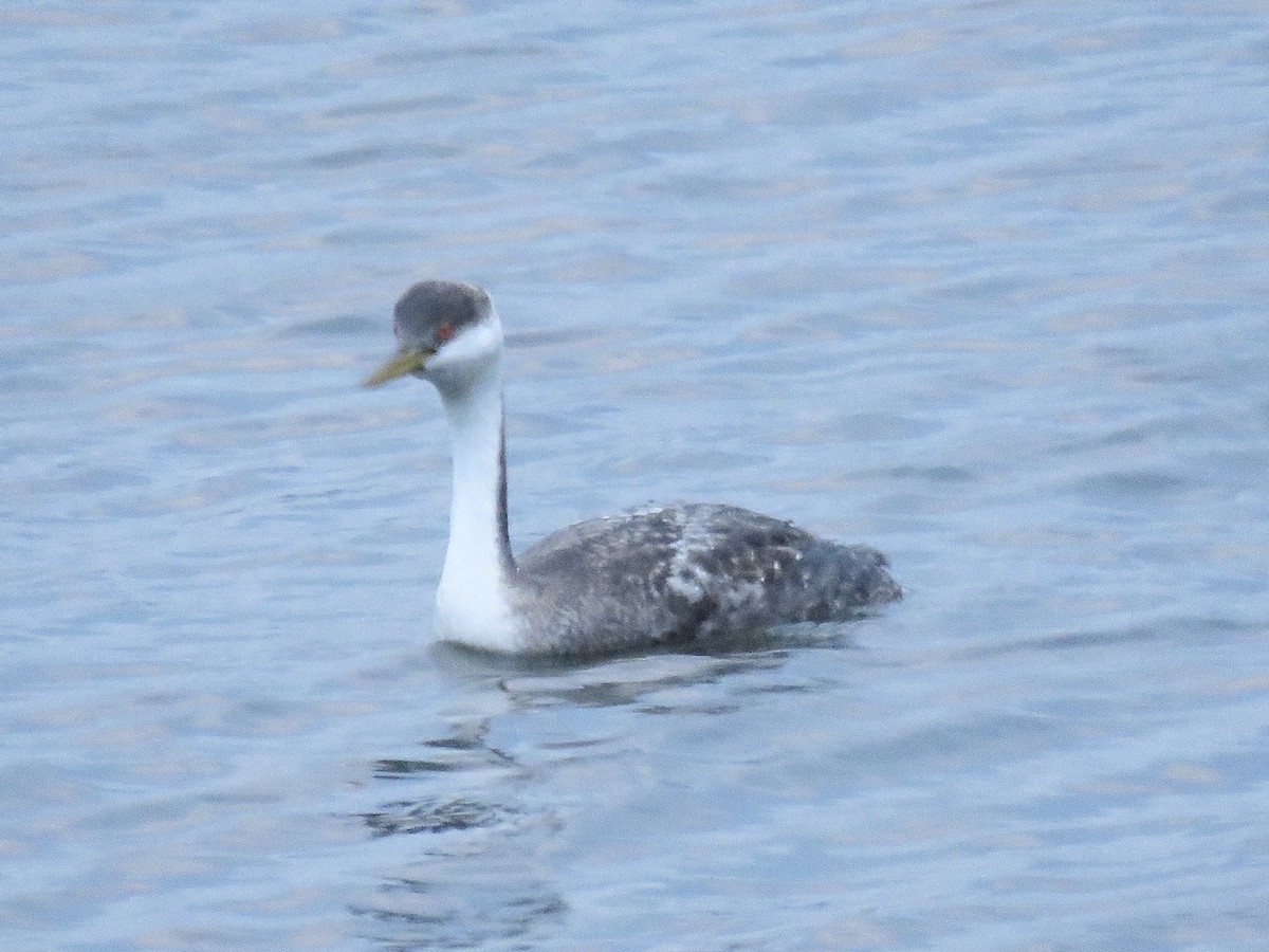 Western Grebe - ML628528460