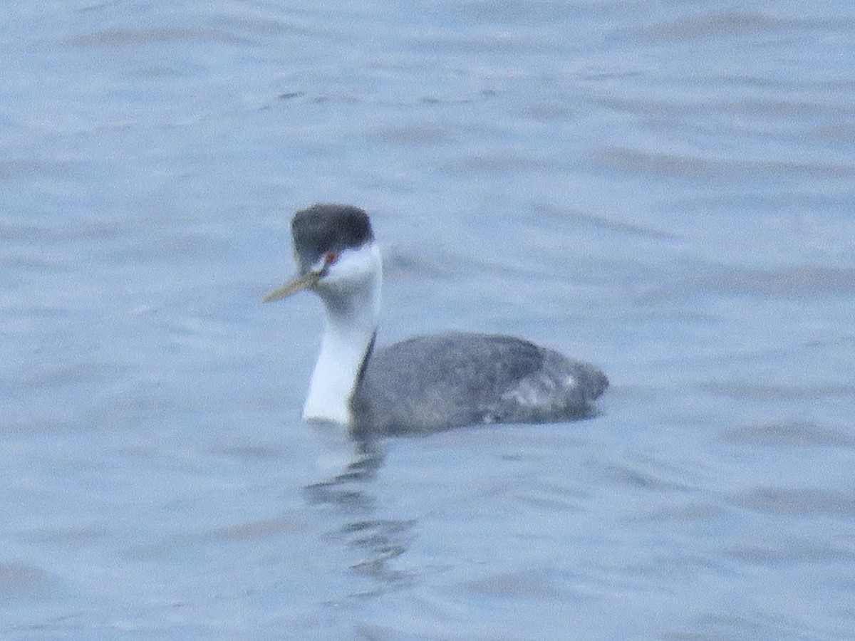 Western/Clark's Grebe - ML628528465