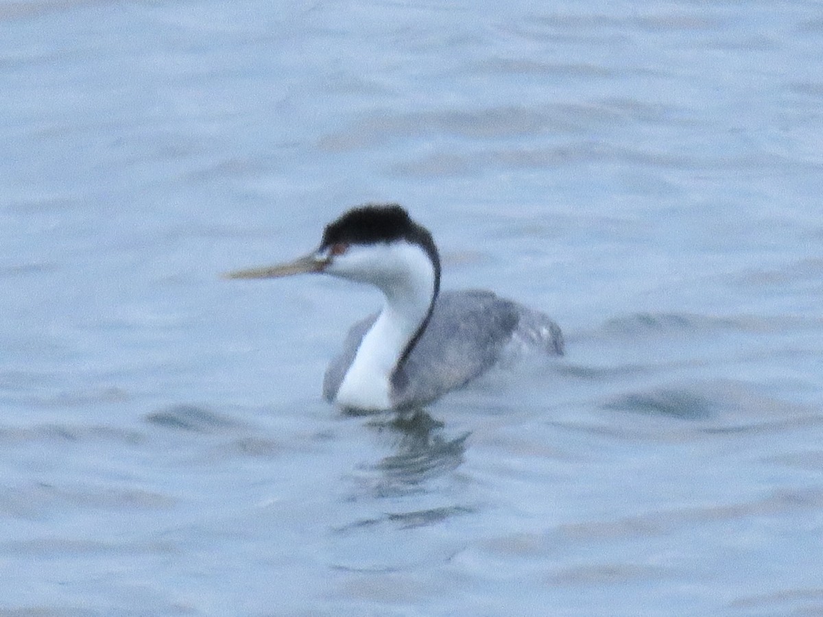 Western/Clark's Grebe - ML628528466