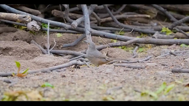 Curve-billed Thrasher - ML628528609