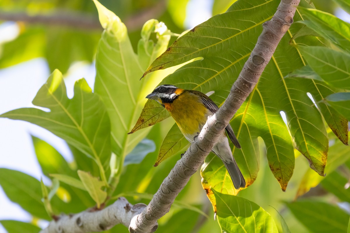 Puerto Rican Spindalis - Kalpesh Krishna