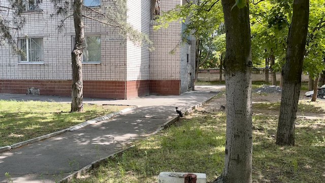 Саарал хэрээ - ML628528675