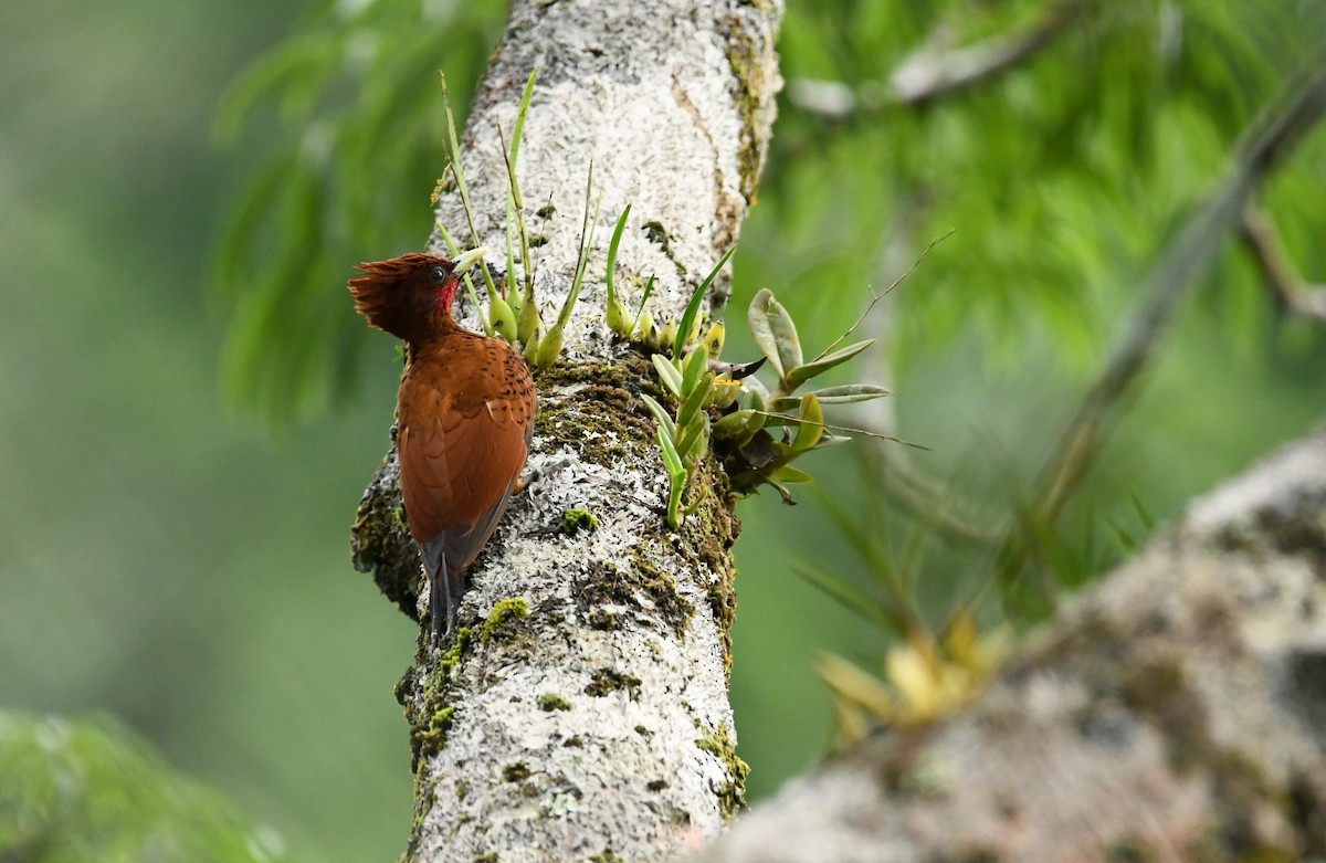 Waved Woodpecker (Scale-breasted) - ML628528847