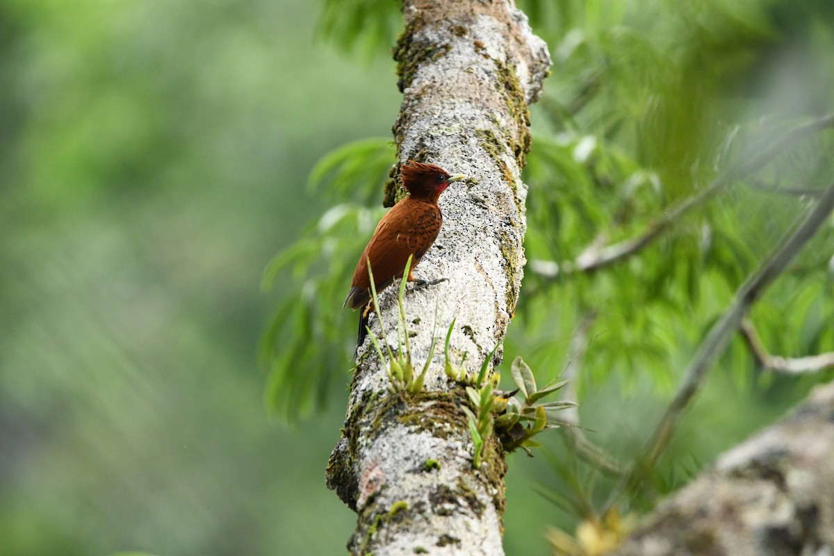 Waved Woodpecker (Scale-breasted) - ML628528866