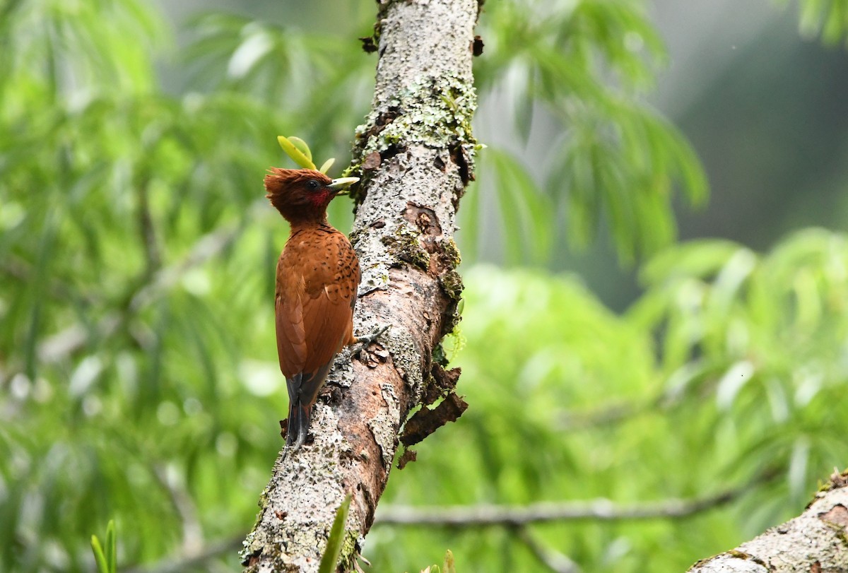 Waved Woodpecker (Scale-breasted) - ML628528878