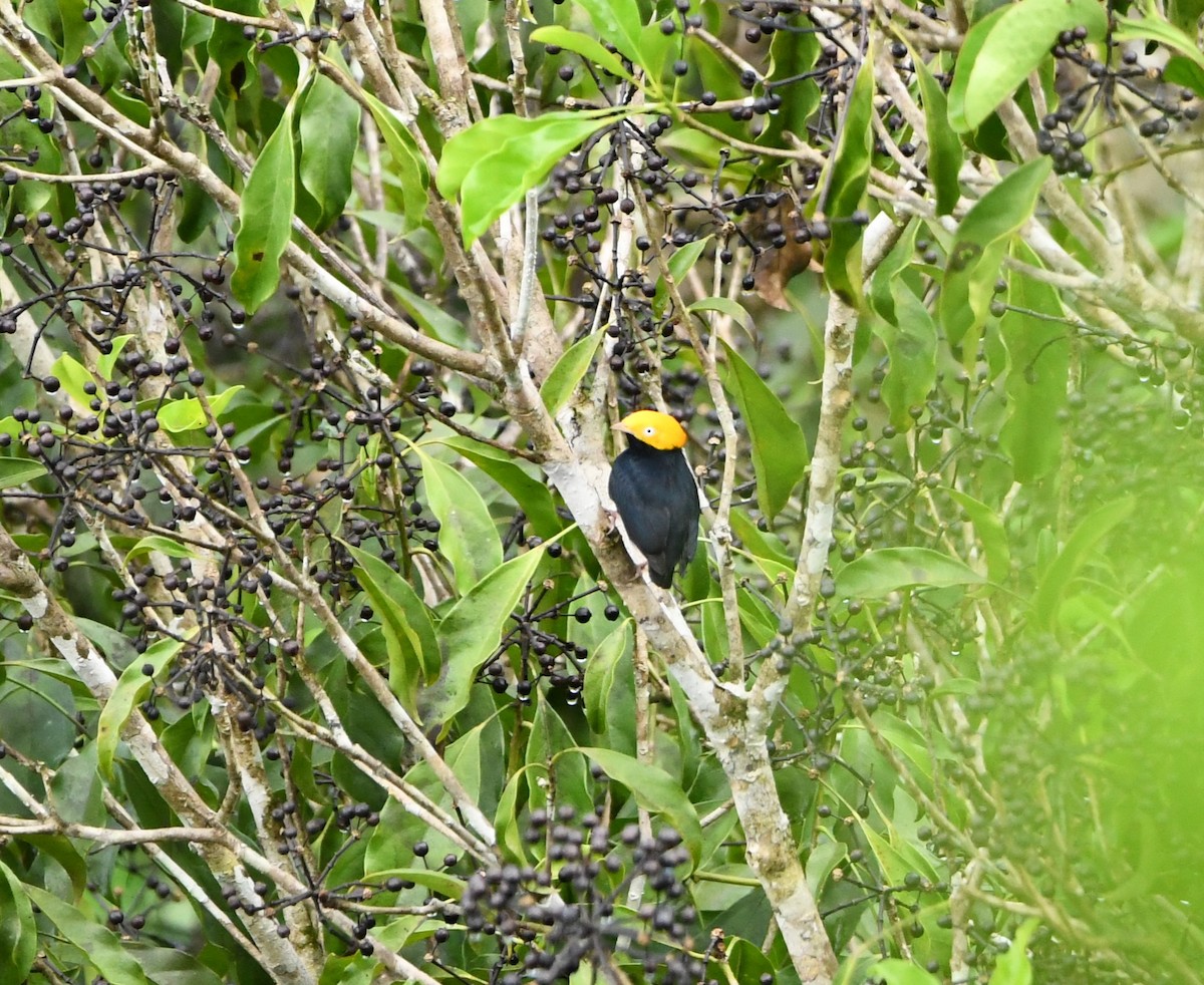 Golden-headed Manakin - ML628529017