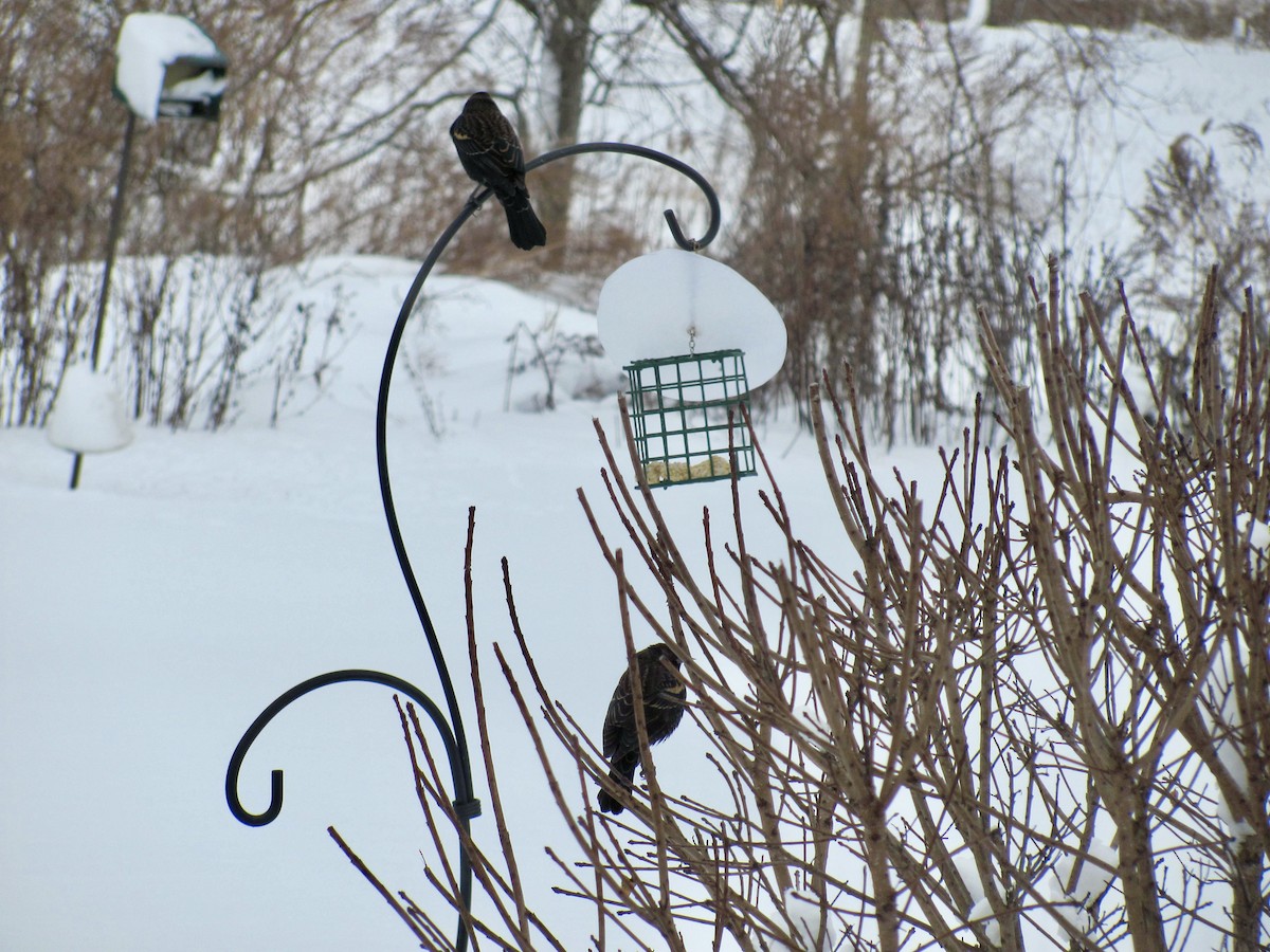 Red-winged Blackbird - ML628529074