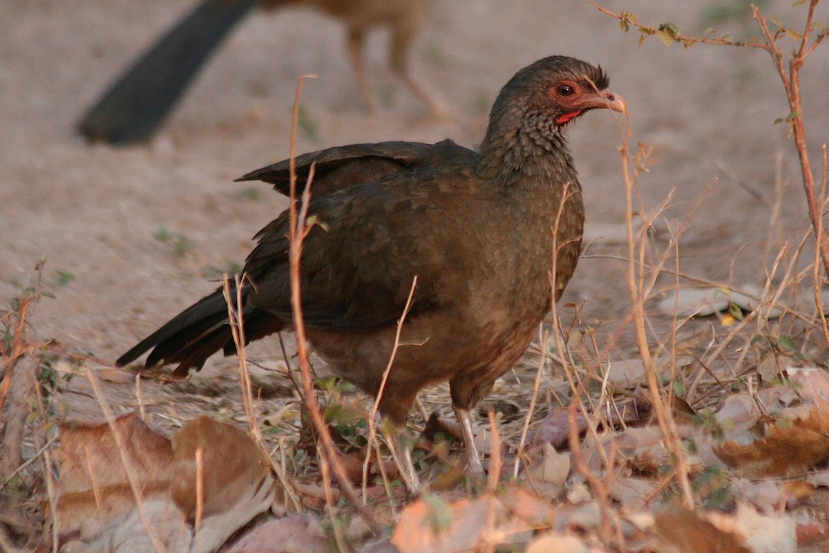 Chaco Chachalaca - ML628529082