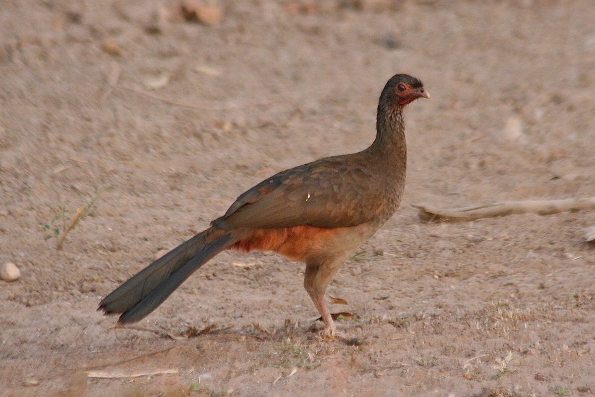 Chaco Chachalaca - ML628529087