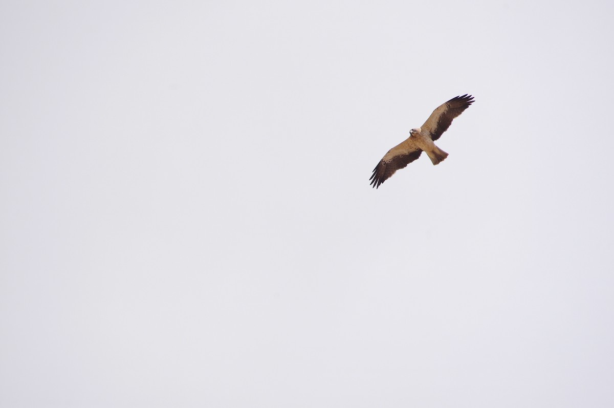 Booted Eagle - ML628529138