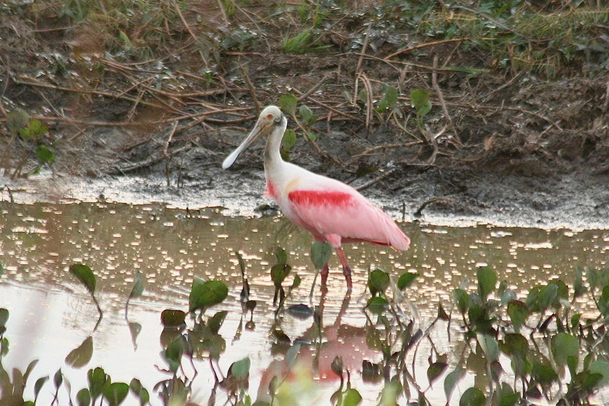 Roseate Spoonbill - ML628529154