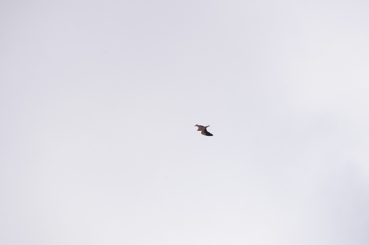 Egyptian Vulture - ML628529159