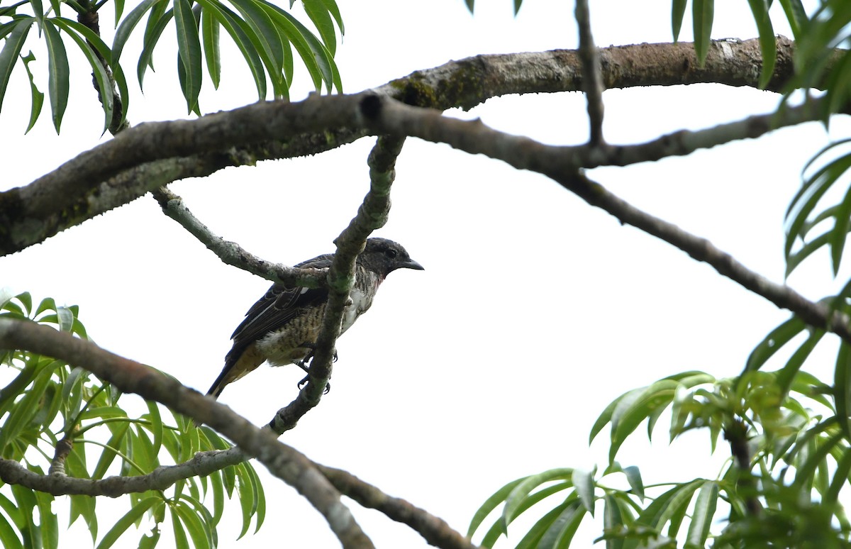 Purple-throated Cotinga - ML628529238