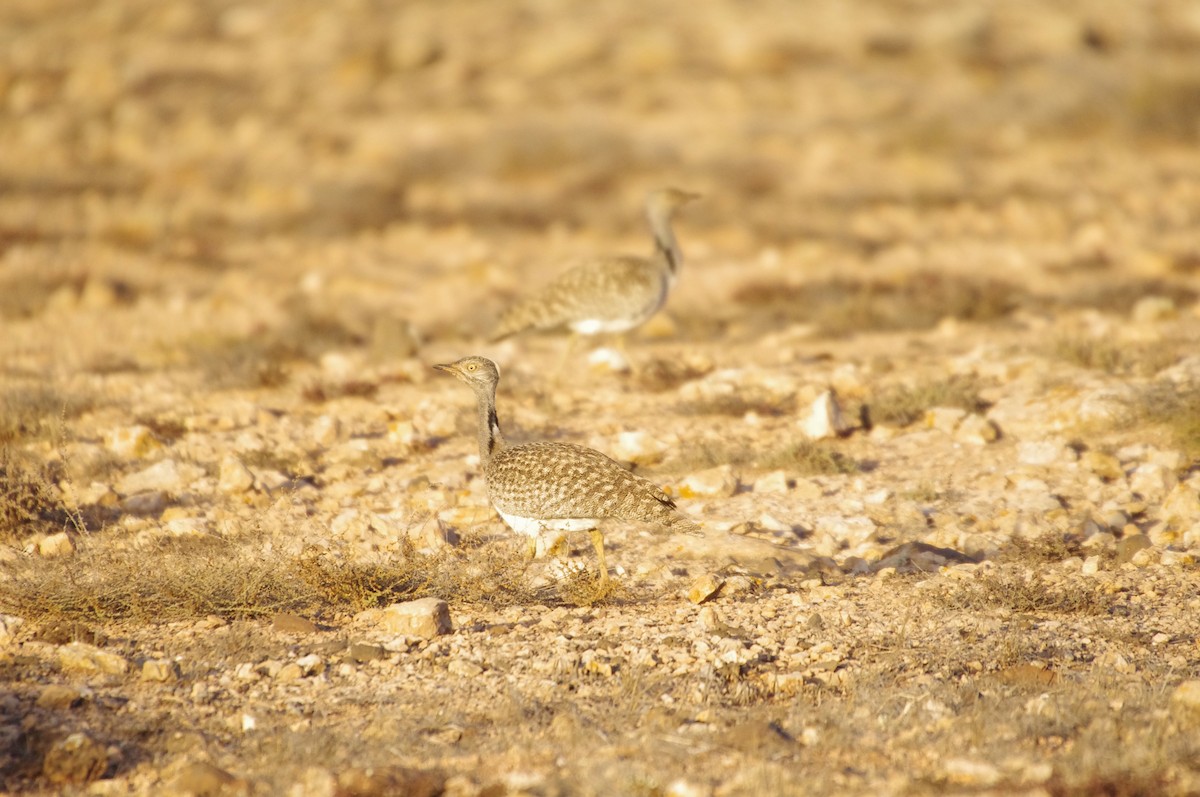 African Houbara - ML628529415