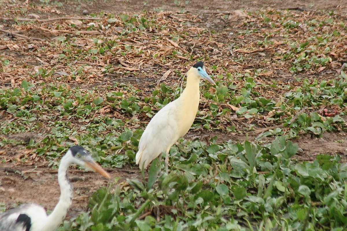 Capped Heron - ML628529428