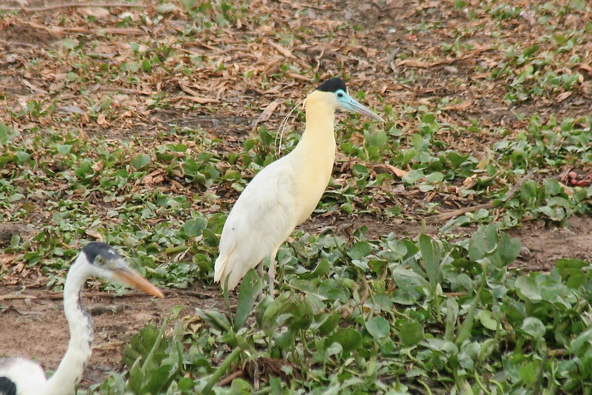 Capped Heron - ML628529429