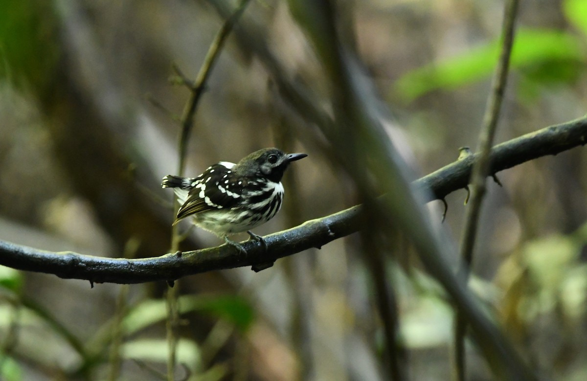 Dot-backed Antbird - ML628529503