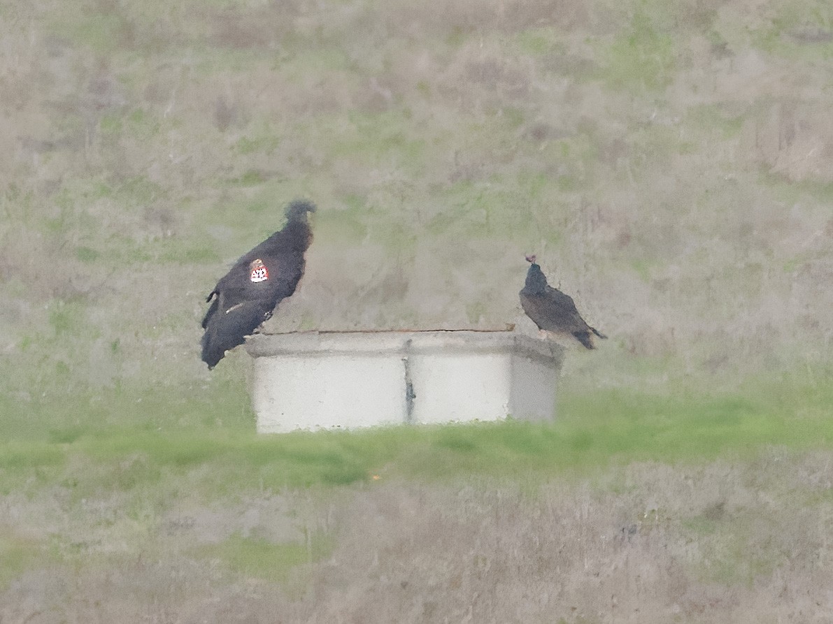 California Condor - ML628529579