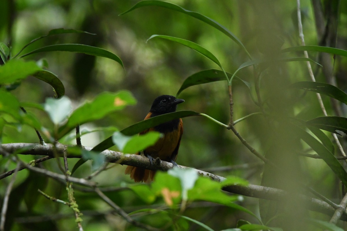 Cocha Antshrike - ML628529581