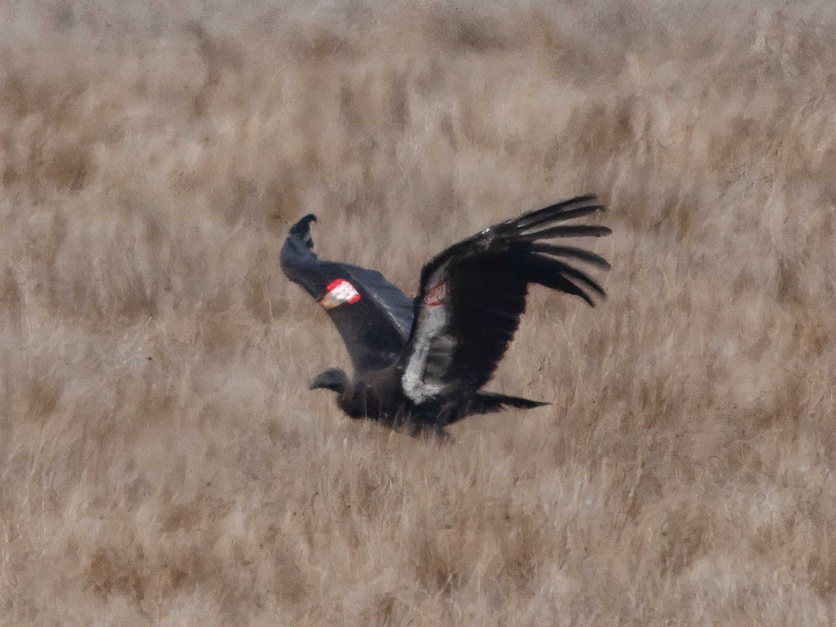 California Condor - ML628529586