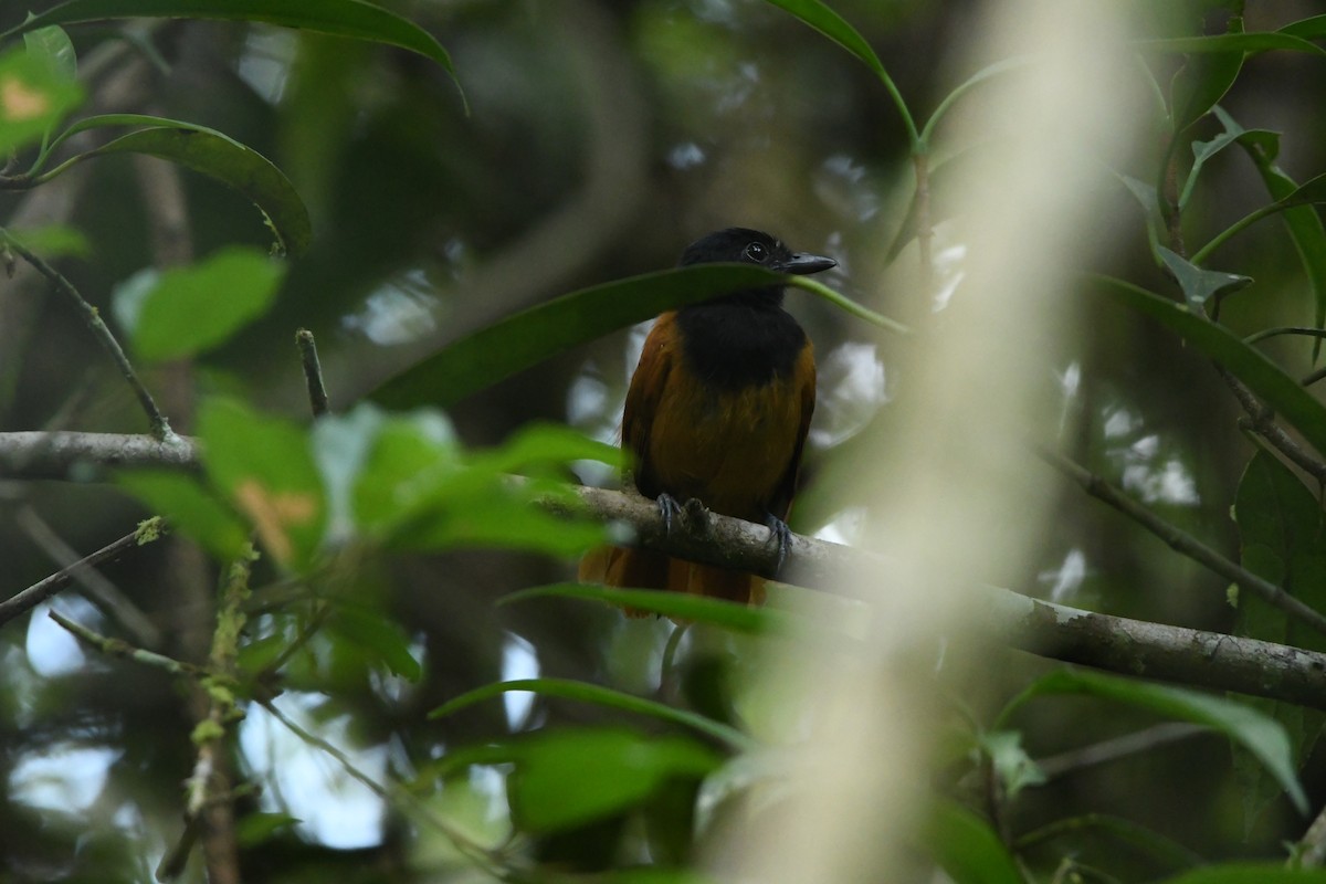 Cocha Antshrike - ML628529599