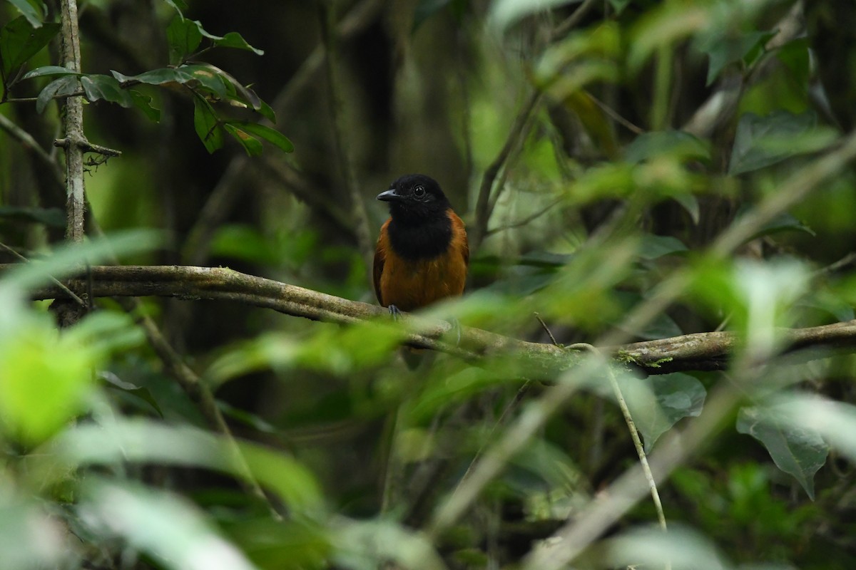 Cocha Antshrike - ML628529623