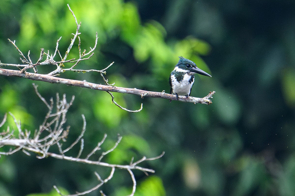 Amazon Kingfisher - ML628529689