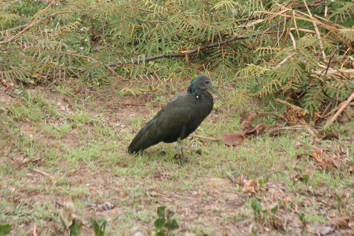 Green Ibis - ML628529837