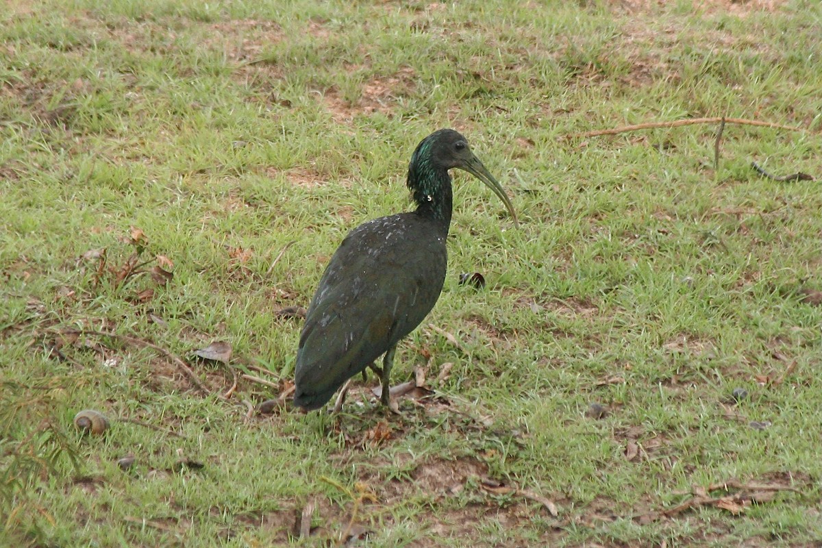 Green Ibis - ML628529840