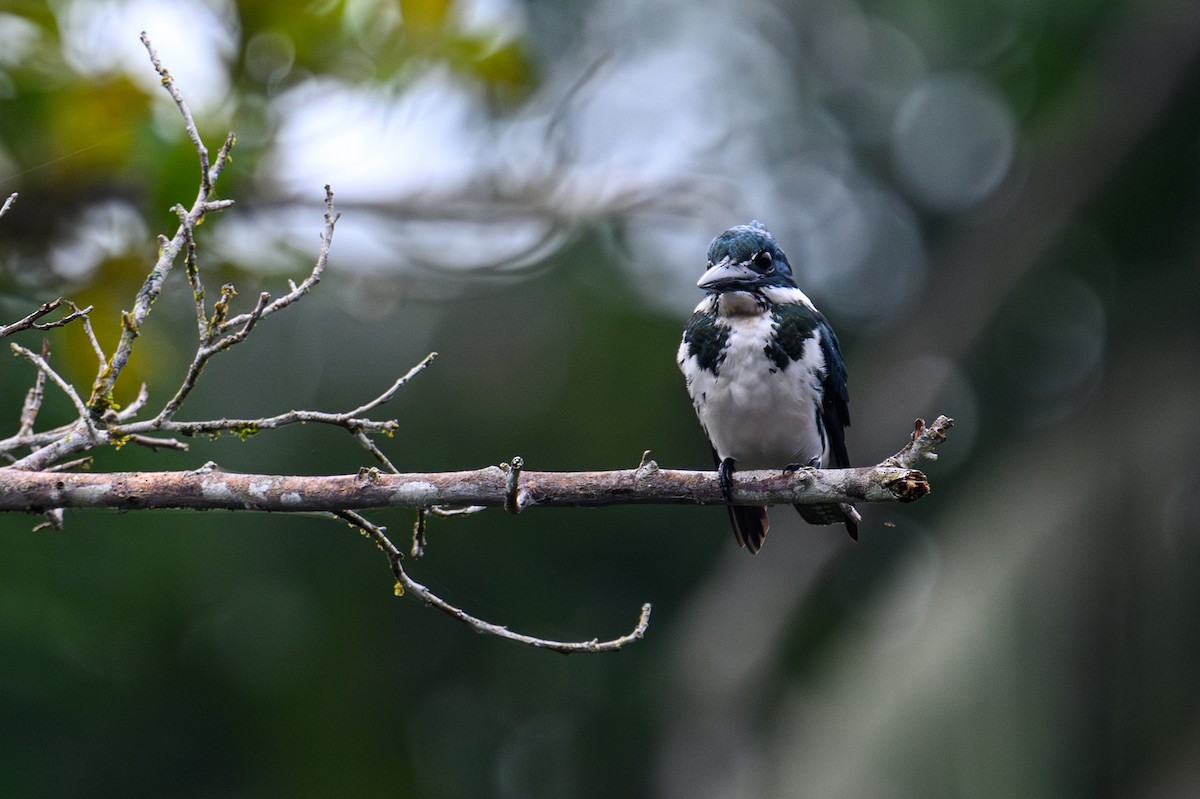 Amazon Kingfisher - ML628530043