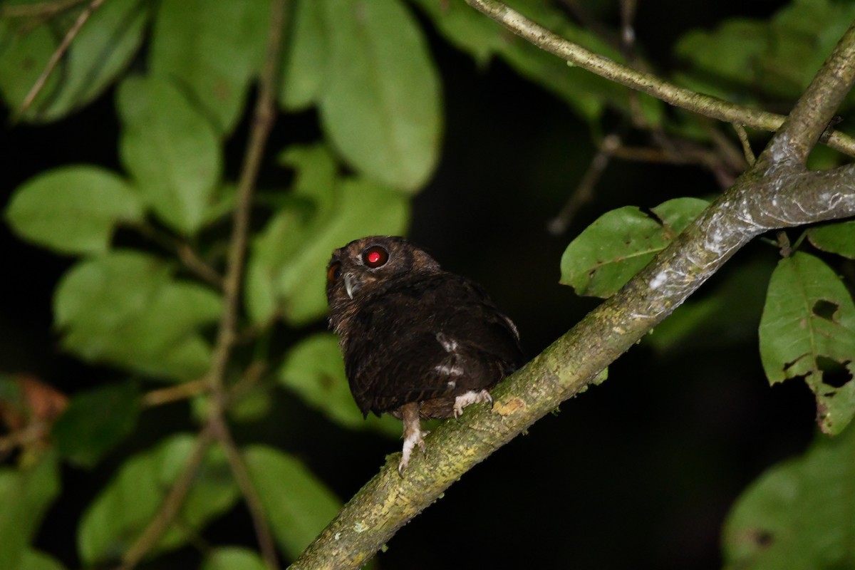 Amazon Puhucuğu - ML628530065