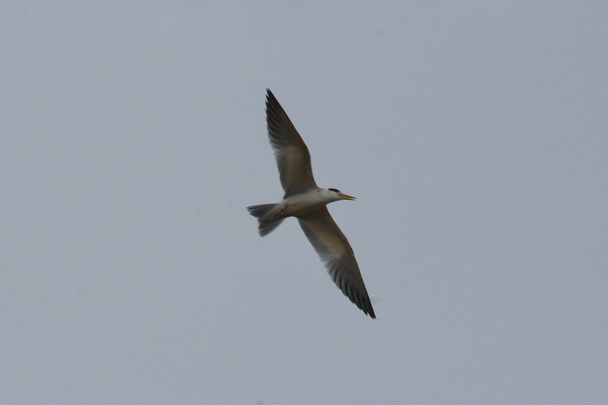 Large-billed Tern - ML628530144