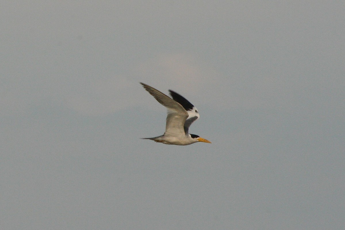 Large-billed Tern - ML628530190