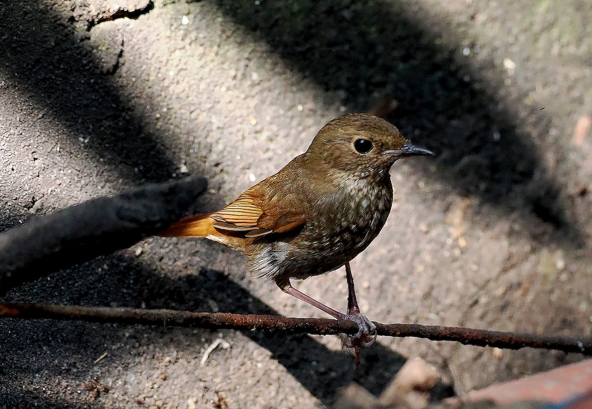 Шийгнээ гургалдай - ML628530216