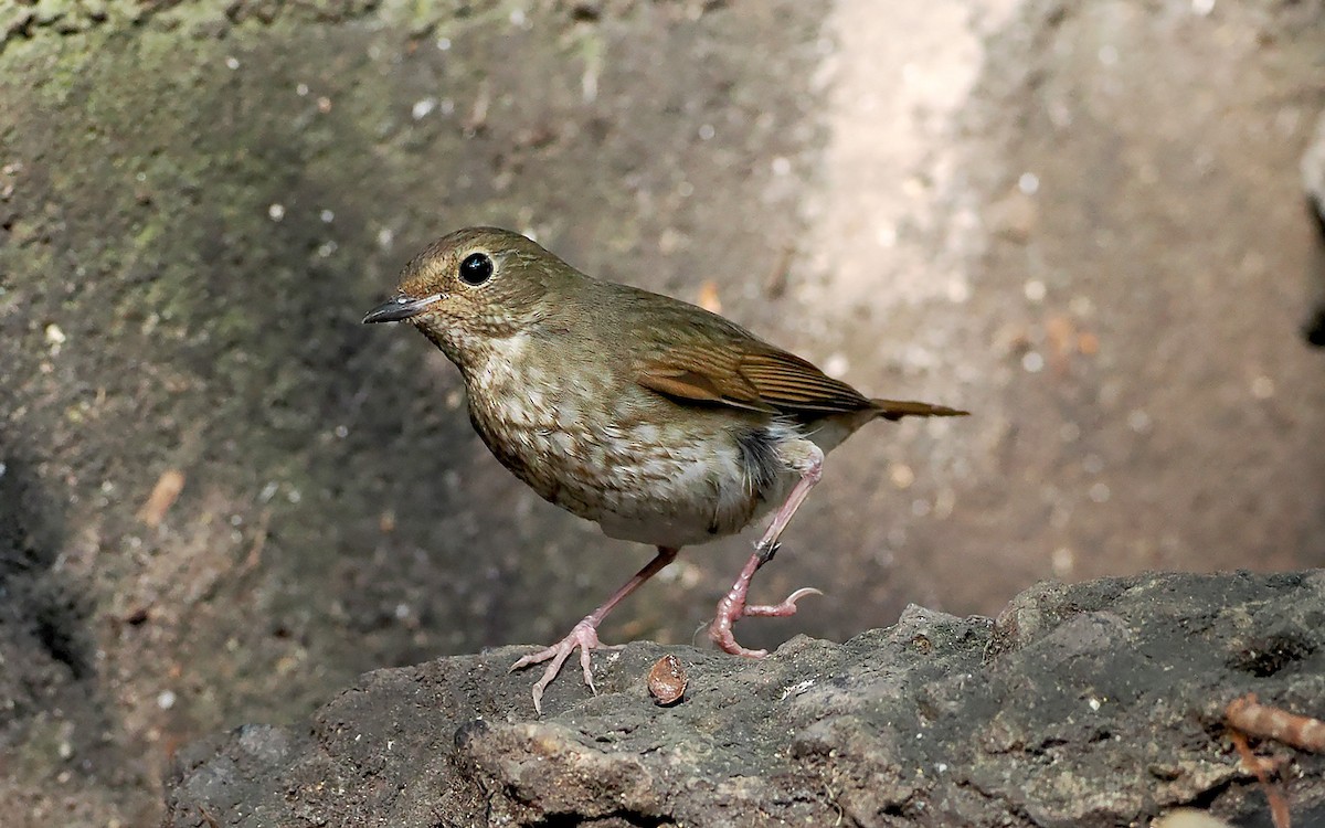 Шийгнээ гургалдай - ML628530219